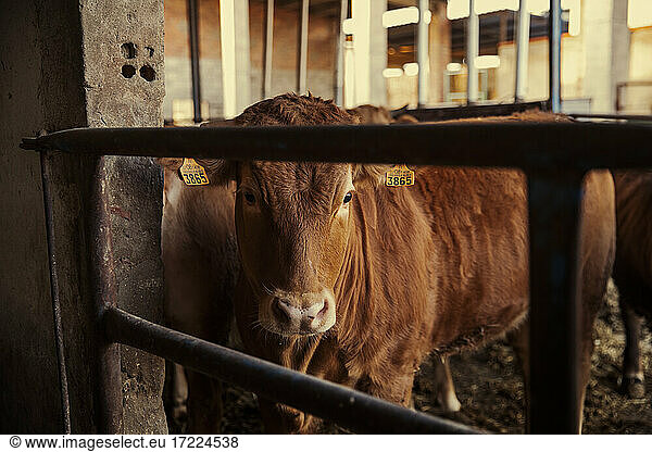 Cute calf standing in corral on farm