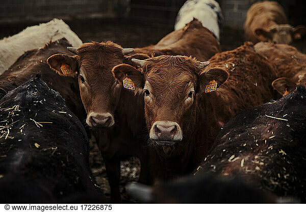 Cute calves standing together in corral on farm looking at camera
