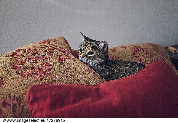 Cute cat lying in between of pillow at home