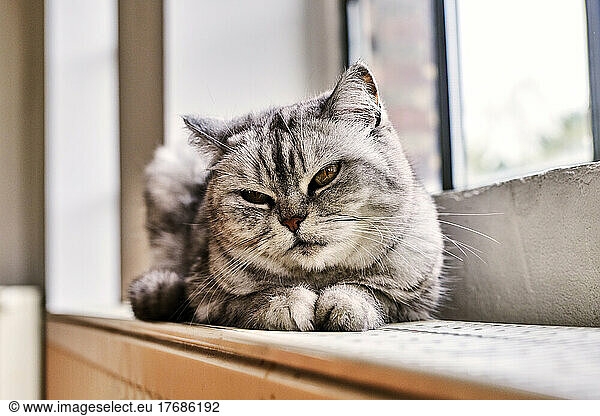 Cute cat sitting on window sill at home