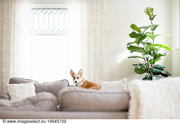 Cute corgi dog laying on couch indoors next to fiddle leaf fig