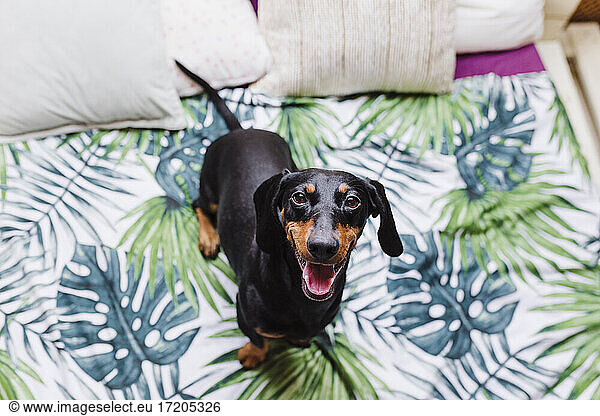 Cute Dachshund dog on bed at home