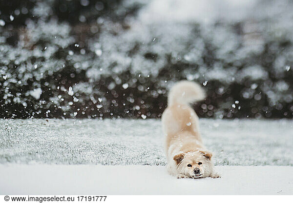 Cute dog in downward dog pose in snow