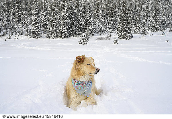 Cute Dog Laying Down In Fluffy Snow In The Mountains