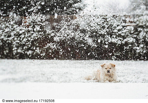 Cute dog lying down in snow in backyard