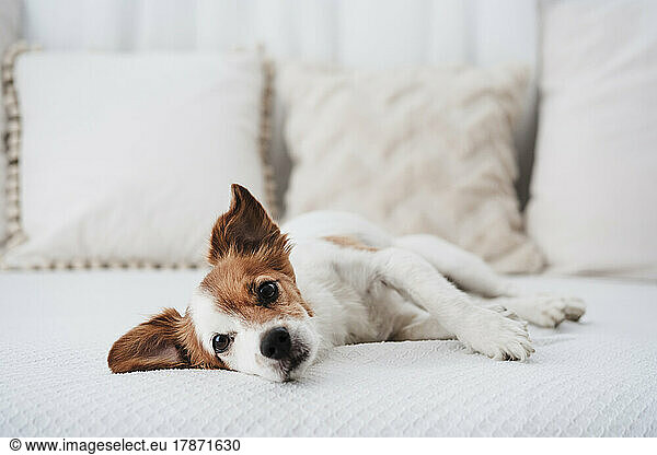 Cute dog lying on sofa at home