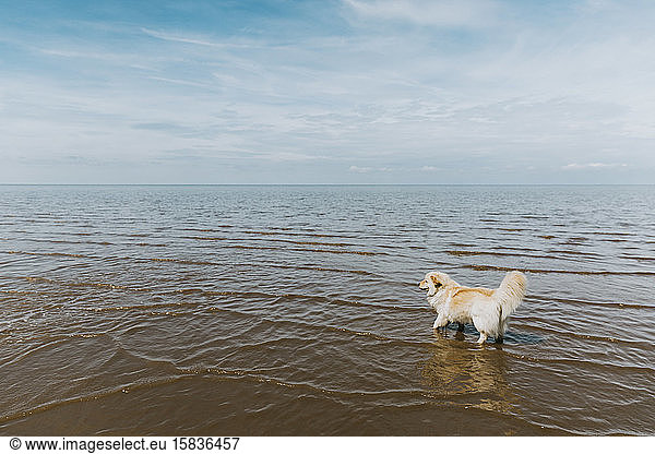 Cute dog paddling in the ocean against a cloudy sky
