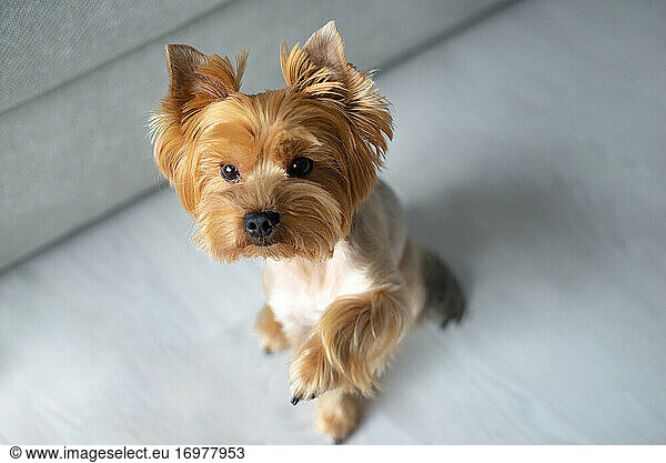 Cute dog portrait. Adorable terrier giving a high five