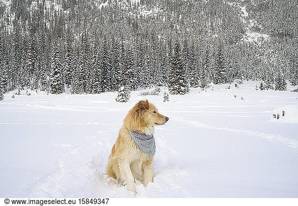 Cute Dog Sitting In Snow Covered Mountain Scene
