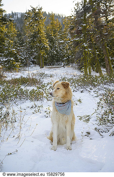 Cute Dog Sitting In Snow In The Forest