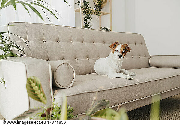 Cute dog sitting on sofa at home