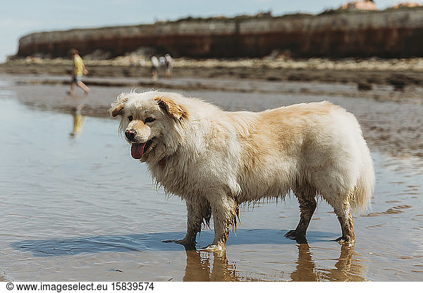 Cute dog standing in water at the beach against cliffs