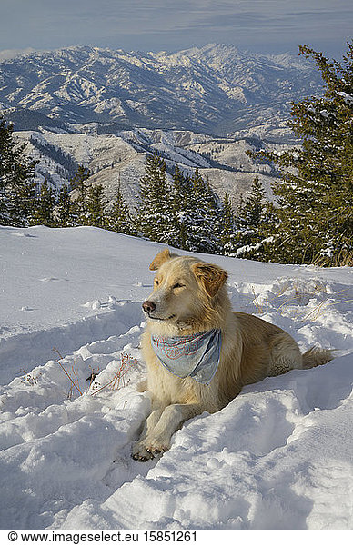 Cute Fluffy Dog Laying Down In The Snow In The Mountains
