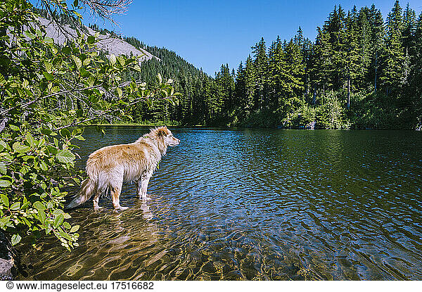 Cute fluffy dog standing in a beautiful alpine lake in summer