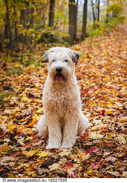 Cute fluffy wheaten terrier dog sitting on fallen leaves in autumn.