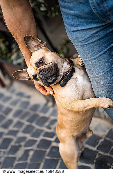 Cute French Bulldog dog with its owner standing on its hind legs