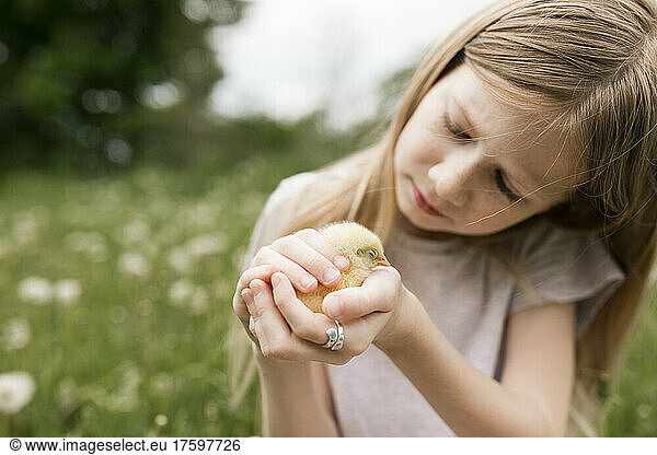 Cute girl holding baby chicken in field of dandelions