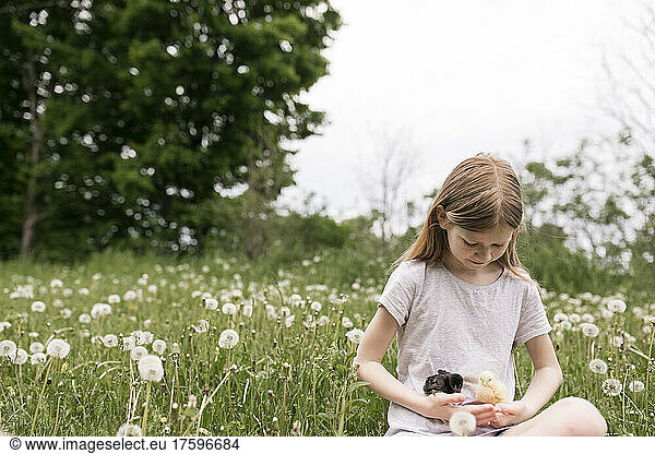 Cute girl holding baby chickens sitting in field of dandelions