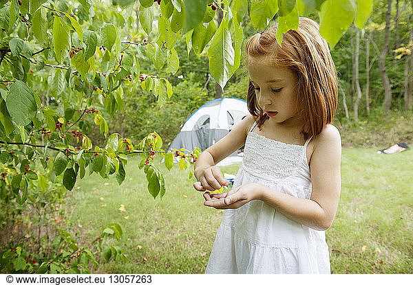 Cute girl plucking berries in forest
