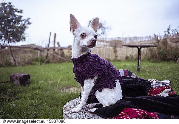 cute healthy tiny dog with blue eeditorial sits with jumper in back yard