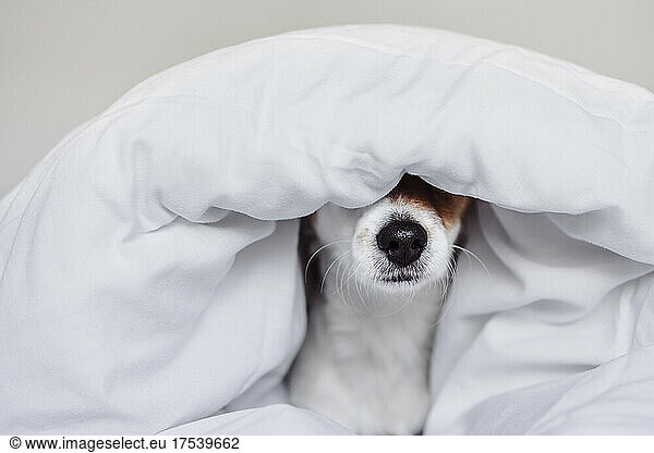 Cute Jack Russell dog covered with white duvet