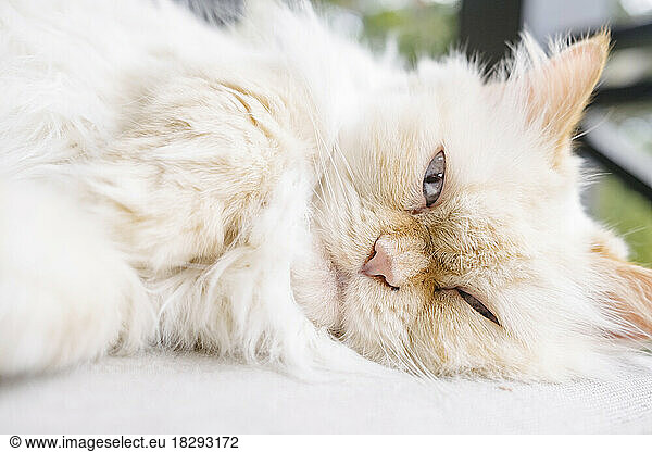 Cute Persian cat lying on rug