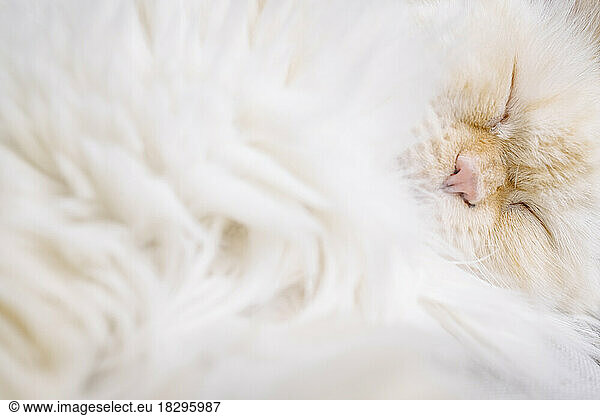 Cute Persian cat with eyes closed taking nap