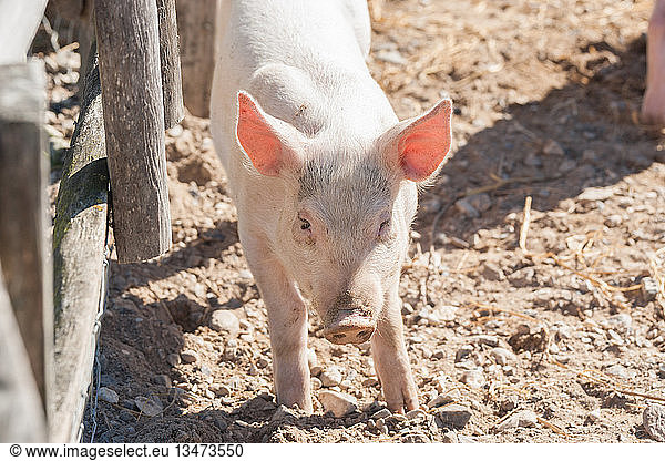 Cute pink pig in a barnyard in the sunshine