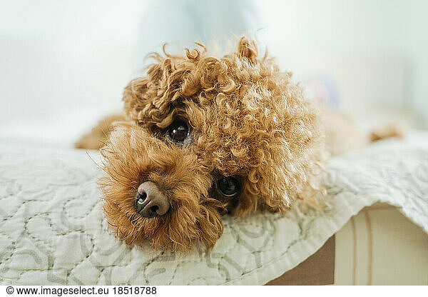 Cute poodle dog lying on bed at home