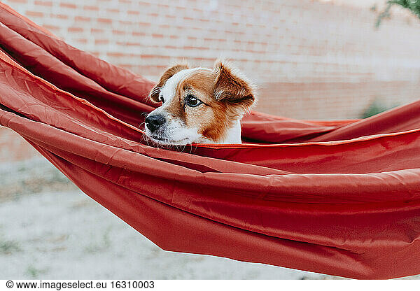Cute puppy lying in orange hammock while looking away