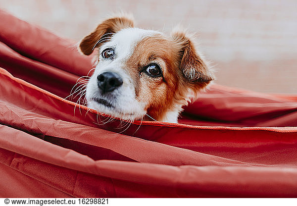 Cute puppy relaxing in orange hammock