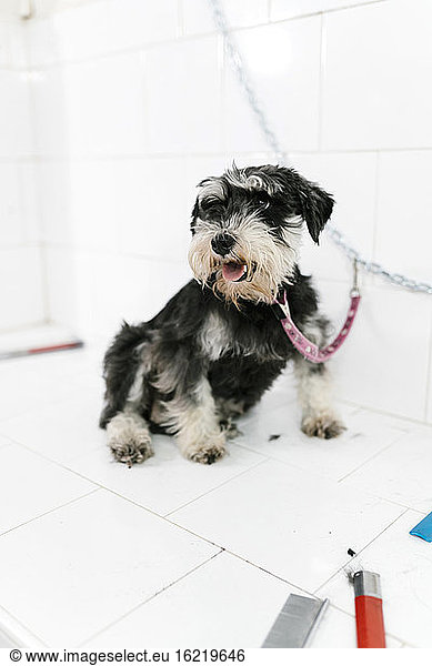 Cute schnauzer sitting on table against wall in pet salon