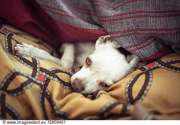 cute sleepy small dog with green eeditorial lays under blankets in home nest