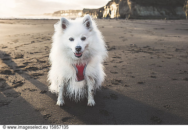 Cute small fluffy dog sitting on black sand beach