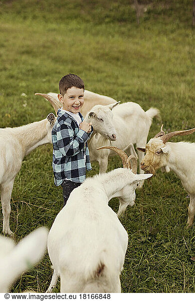 Cute smiling boy standing amidst white goats