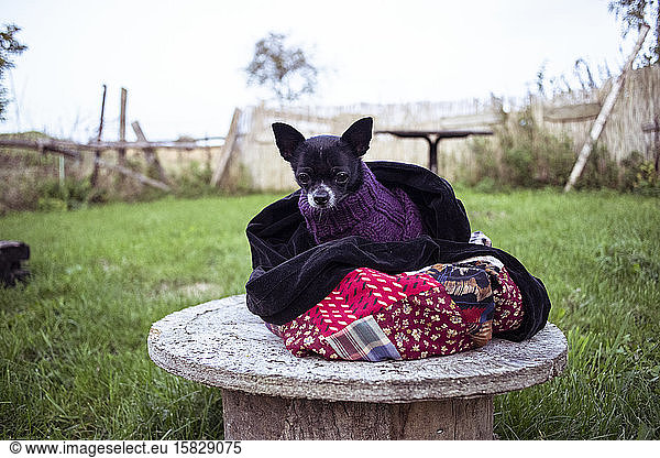 cute tiny black chihuahua puppy dog sit with jumper on ledge in garden