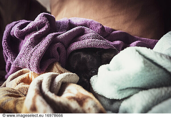 cute tiny puppy dog chihuahua snuggles underneath soft blankets