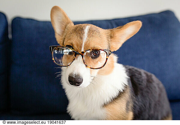 Cute tricolor corgi puppy with tortoiseshell eyeglasses on looking