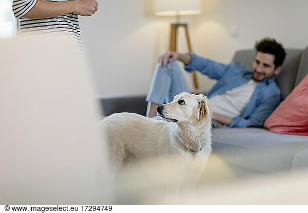 Cute white dog looking at owner in living room at home