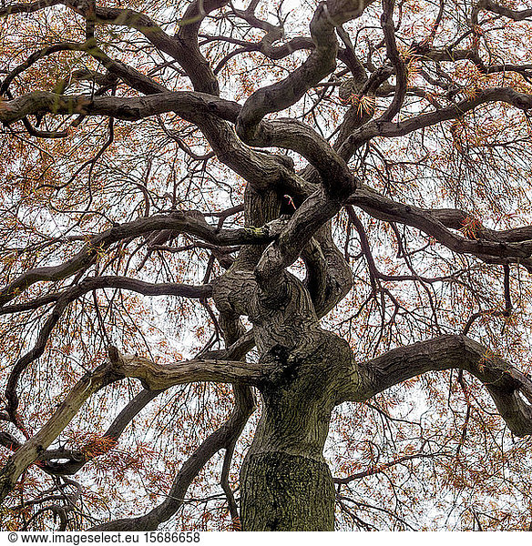 cutleaf Japanese maple tree nature