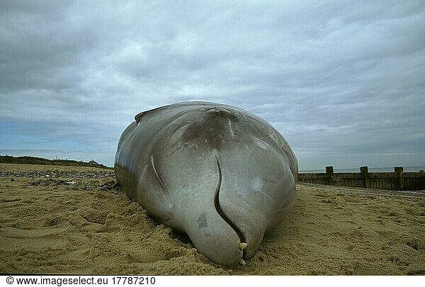 Cuvier's Beaked Whale (Ziphius cavirostrisinga) Adult male stranded  Ostend  Norfolk