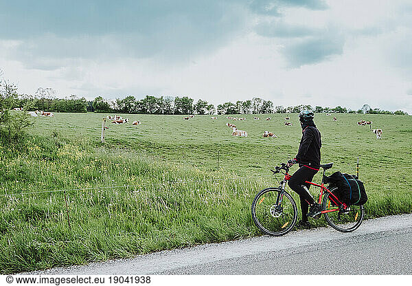 Cyclist watching cows in meadow in the Romantische StraÃ?e in Germany