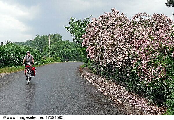 Cyclist with luggage in front of flowering lilac hedge  cycle trip  rain-soaked road  Falster  Denmark  Europe