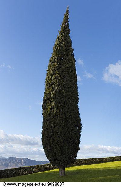 Cypress tree  Andaluc’a  Spain