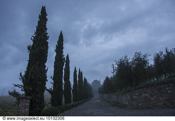 Cypress trees along a Tuscan road under a cloudy sky.