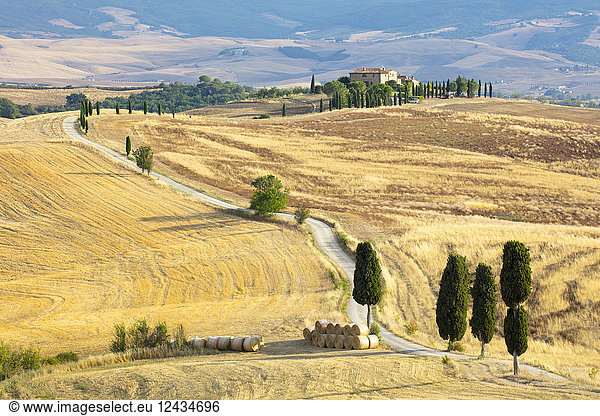 Cypress trees and fields in the afternoon sun at Agriturismo Terrapille (Gladiator Villa) near Pienza in Tuscany  Italy  Europe