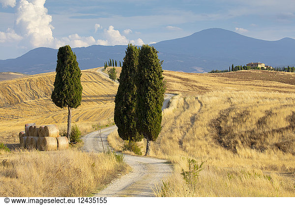 Cypress trees and fields in the afternoon sun at Agriturismo Terrapille (Gladiator Villa) near Pienza in Tuscany  Italy  Europe
