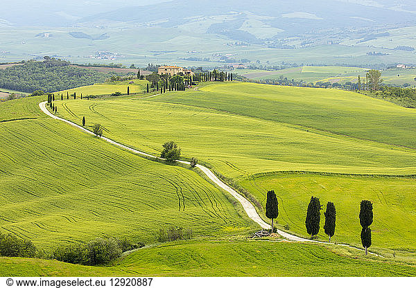Cypress trees and green fields at Agriturismo Terrapille (Gladiator Villa) near Pienza in Tuscany  Italy