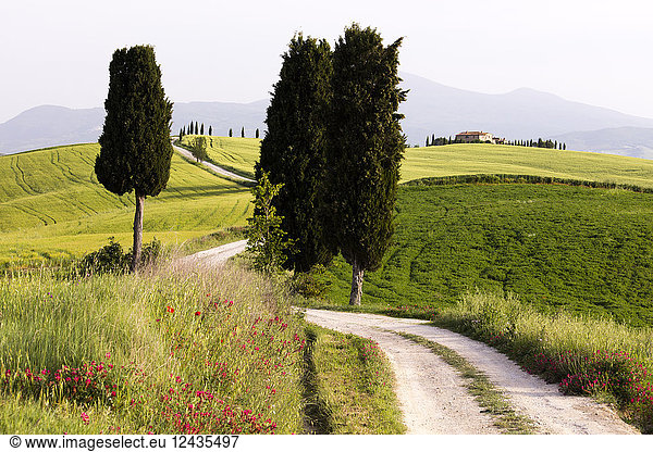 Cypress trees and green fields in the afternoon sun at Agriturismo Terrapille (Gladiator Villa) near Pienza in Tuscany  Italy  Europe