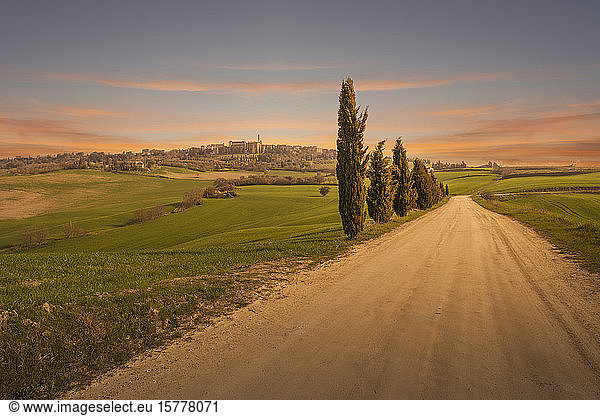 Cypress trees by dirt road at sunset in Tuscany  Italy